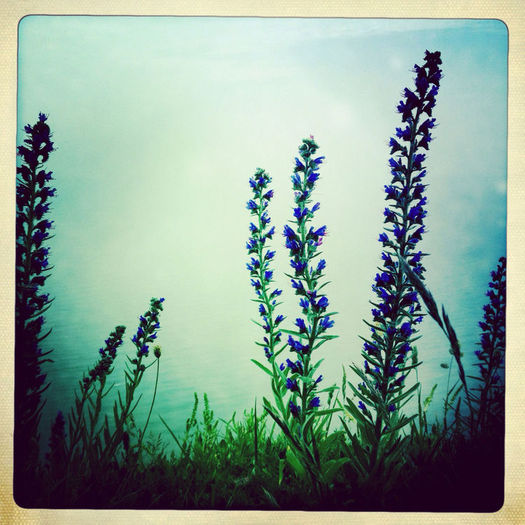 flowers at Beachy Head Lighthouse by josephjohnypy