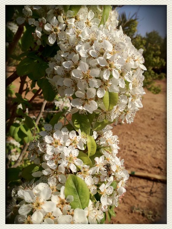 flowers by SLEMAN