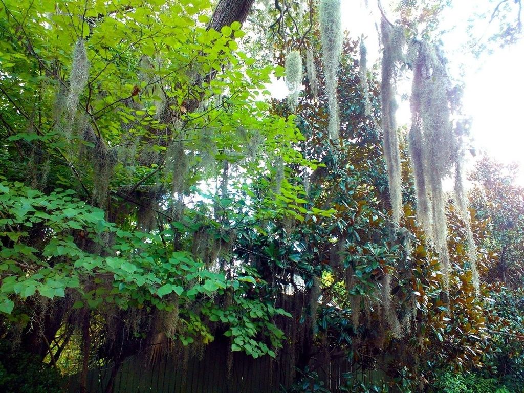 Nature in Jacksonville by Airanp