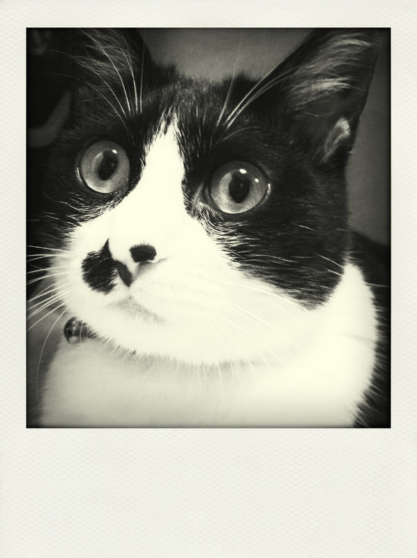 blackandwhite in 富田林市 by MARI22221🐾