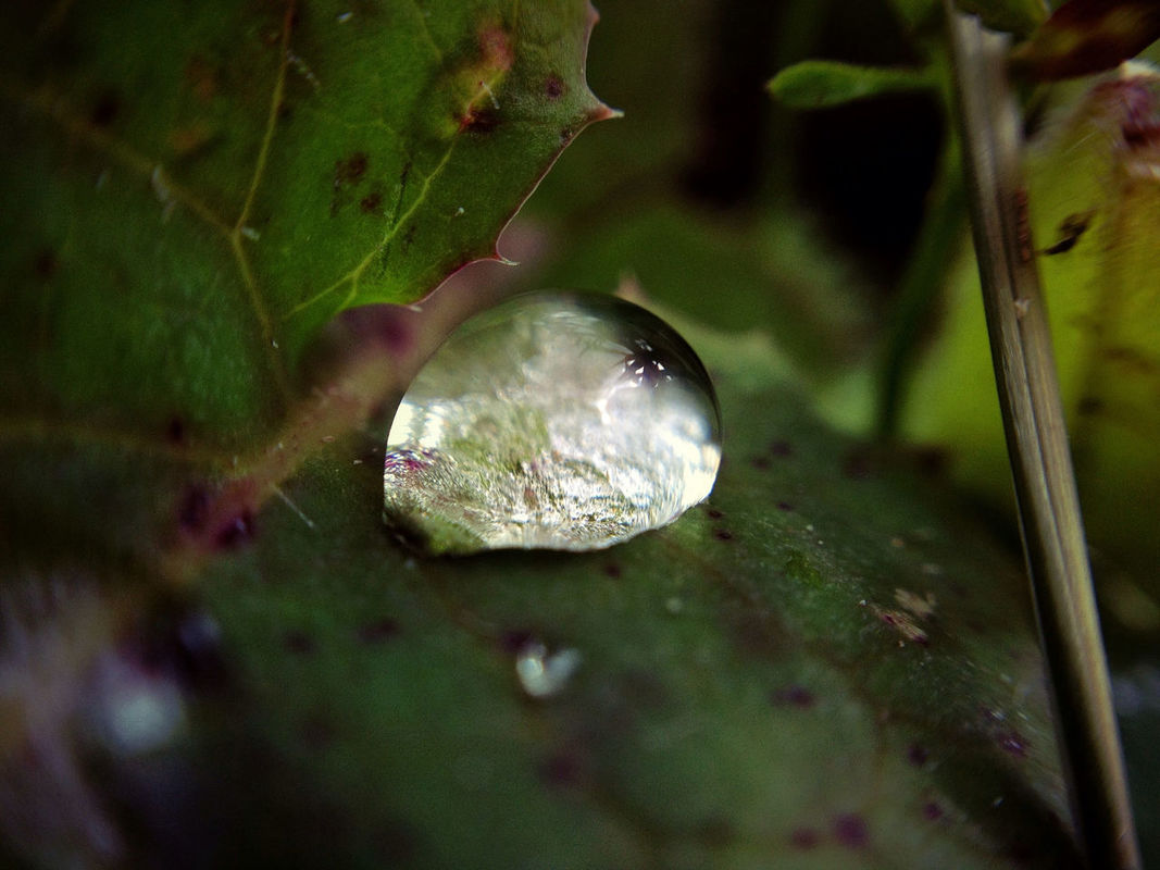 Micro Nature at Tunbridge Wells by Kevin Richter