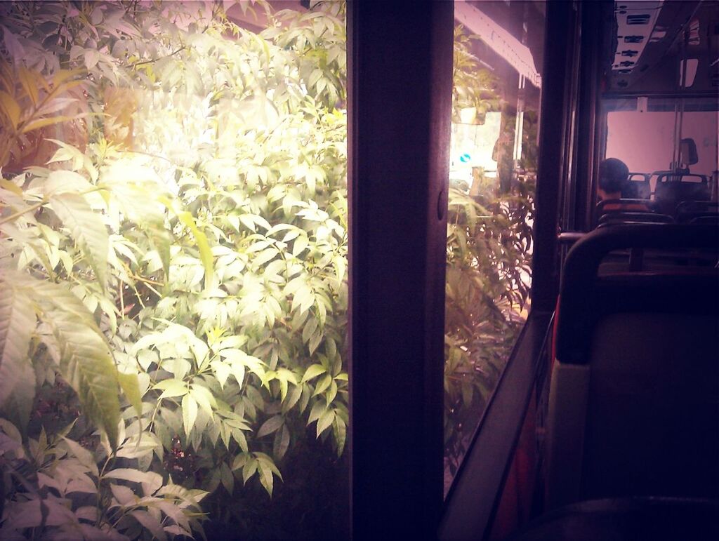 Urban nature at Jurong East Street 24 by Muhammad Farhan