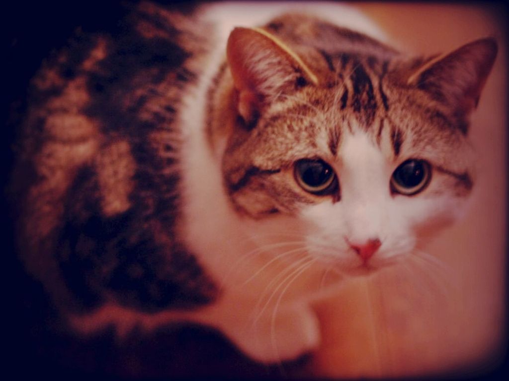 My cat in Winnipeg by Matt Goulet