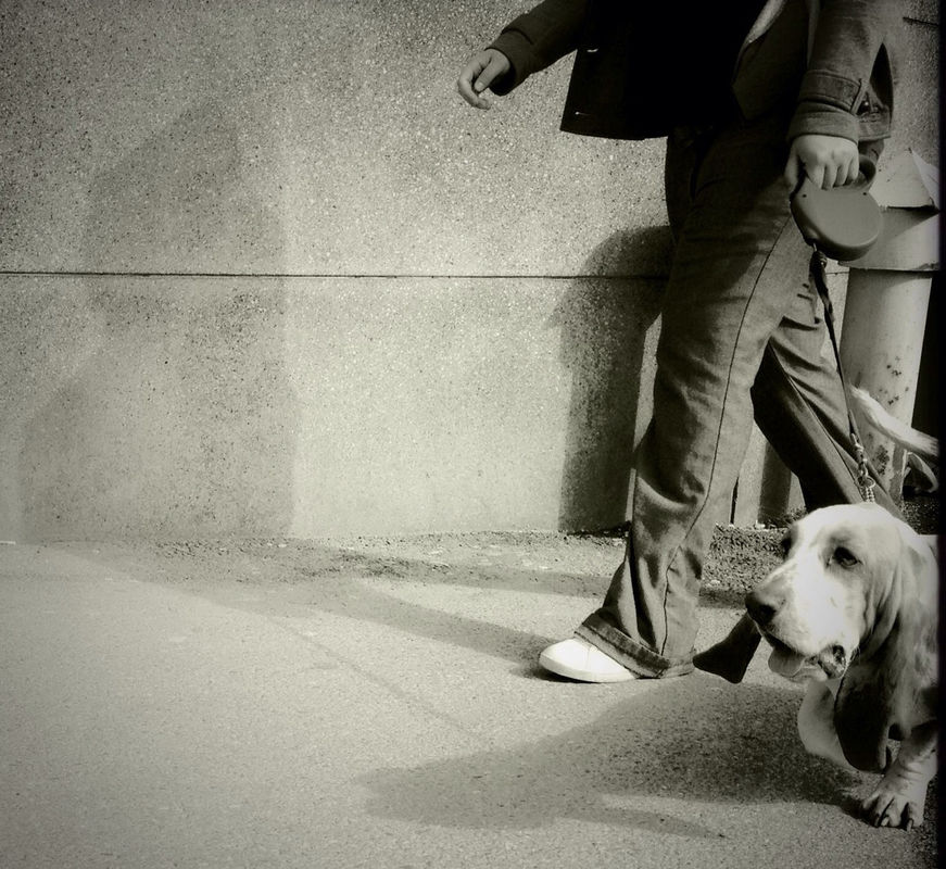 dog by @boyray