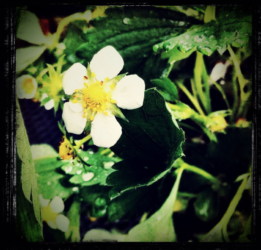 spring at Fred Monster Fotografie by Fred Monster