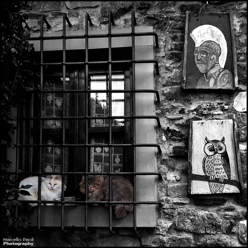 cat at Pontassieve by Marcello