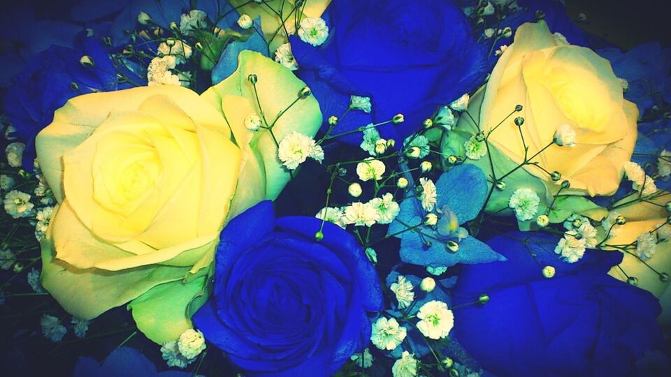 blue rose by Taka1203