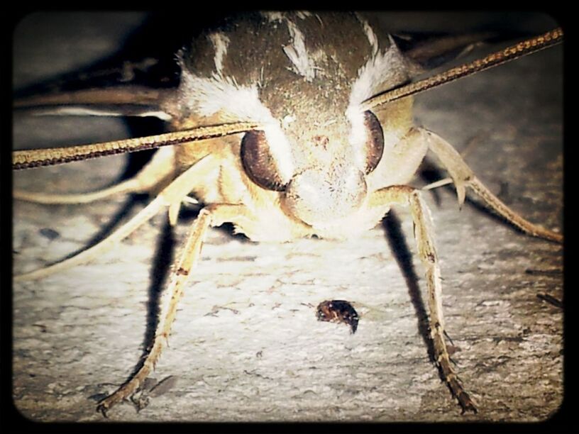 insect in Austin by P Lo