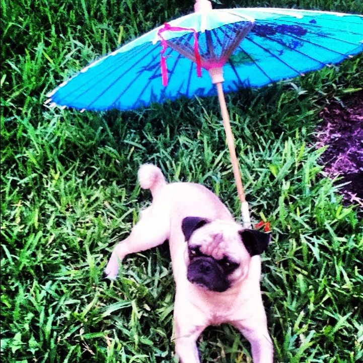 dog in Sabinas by Marilyn Ramos