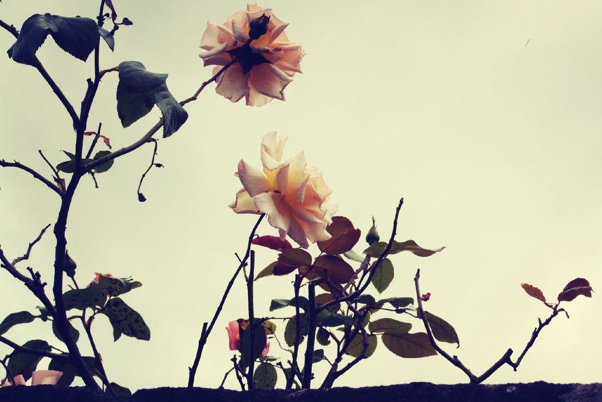 flowers by mariannekarkki