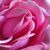 luvpink