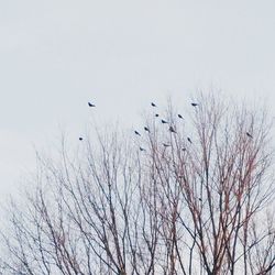 Low angle view of birds flying over bare trees