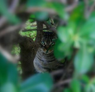 domestic cat, cat, one animal, animal themes, pets, feline, mammal, domestic animals, whisker, portrait, looking at camera, staring, alertness, selective focus, focus on foreground, close-up, sitting, plant, animal head, animal eye