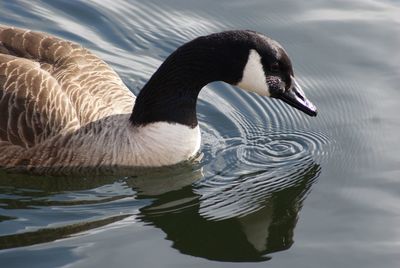 Close-up of swan swimming in lake