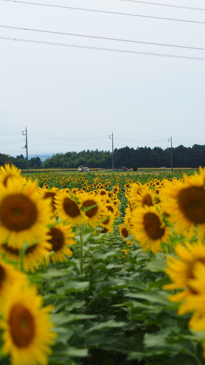 yellow, flower, growth, clear sky, plant, focus on foreground, nature, fragility, close-up, beauty in nature, outdoors, selective focus, sunflower, insect, field, no people, day, stem, freshness, dandelion