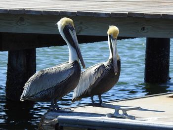 View of birds on the docks