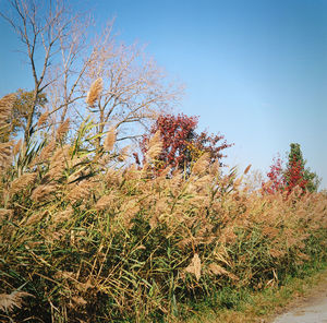 Close-up of tree against clear sky