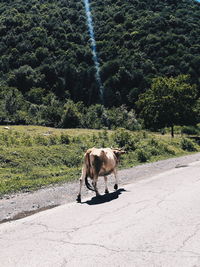Horse walking on road