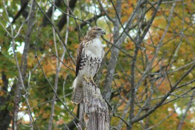 Close-up of bird perching on tree