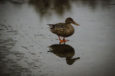 Bird in puddle