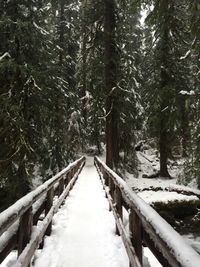 Empty road in forest