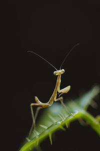 Close-up of praying mantis on leaf