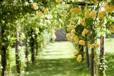 Pergola of yellow banksiae climbing roses