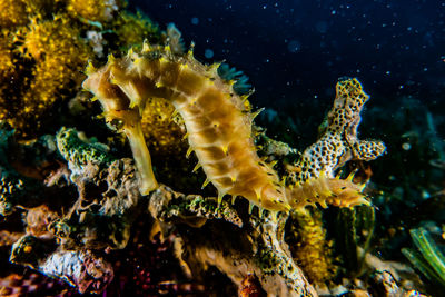 Sea horse in the red sea colorful and beautiful ae