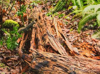 High angle view of tree roots on field