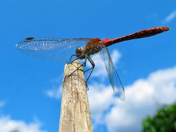 Close-up of dragonfly on plant against blue sky