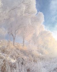 Snow covered landscape