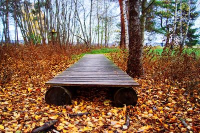 Empty bench in park during autumn