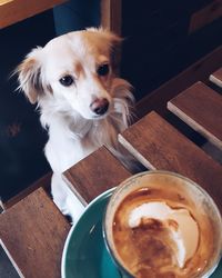 High angle view of dog by coffee