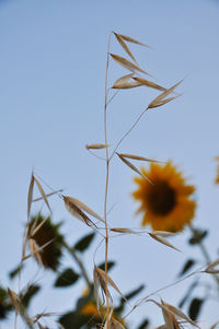 Low angle view of flowering plant against clear sky