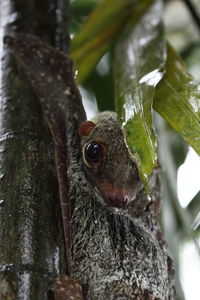 Close-up of a squirrel on tree