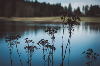 Close-up of plant against lake