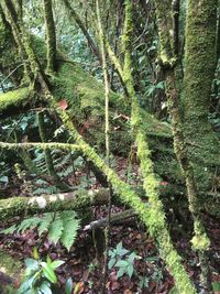 Trees growing in forest