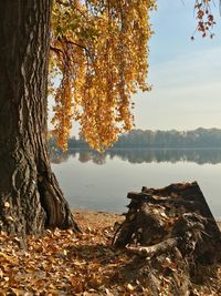 Scenic view of autumnal by trees against sky