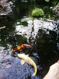 High angle view of koi carps swimming in pond