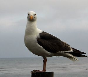 Seagull perching on railing