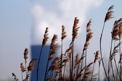 Plants growing on field