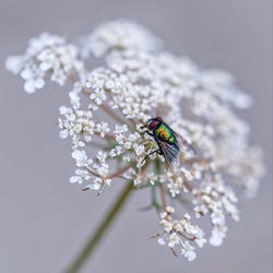 Close-up of insect on cherry blossom