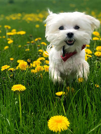 Small white dog in field with bow tie 