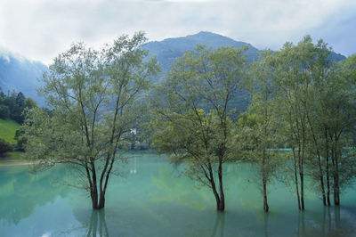 Trees by lake against sky