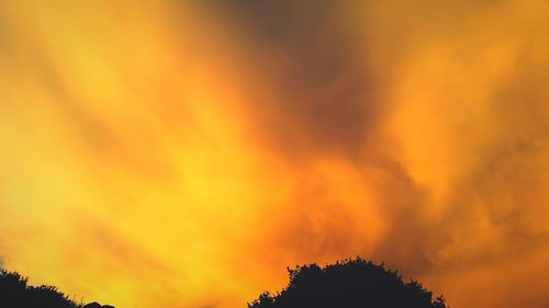 Low angle view of silhouette tree against orange sky