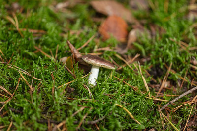 Close-up of mushroom growing on field