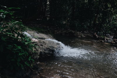 Stream flowing in forest