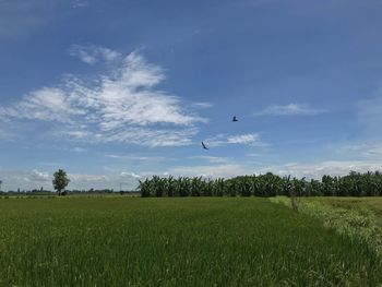 Bird flying over field