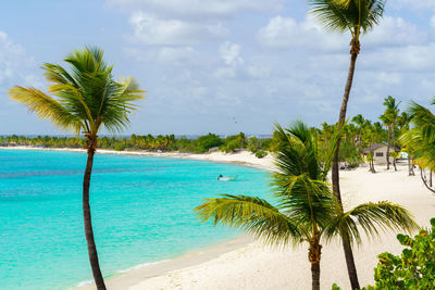 Palm trees on beach against sky