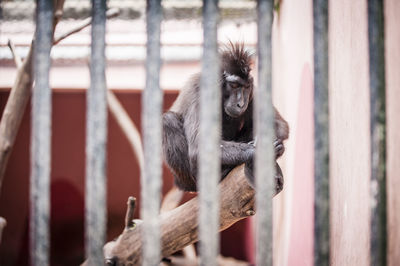 Monkey on wood in metal cage at zoo